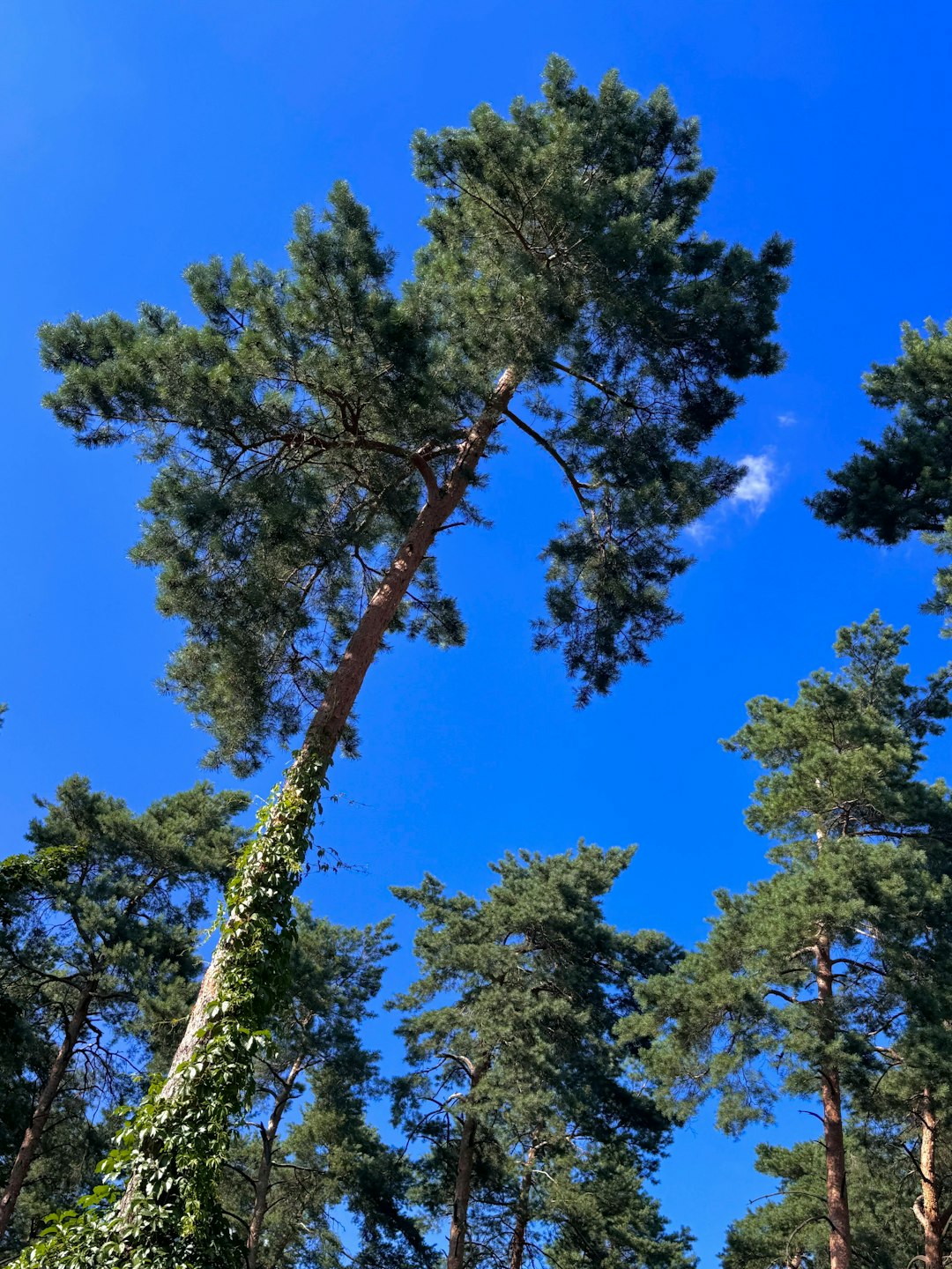 Tall pine trees against a clear blue sky