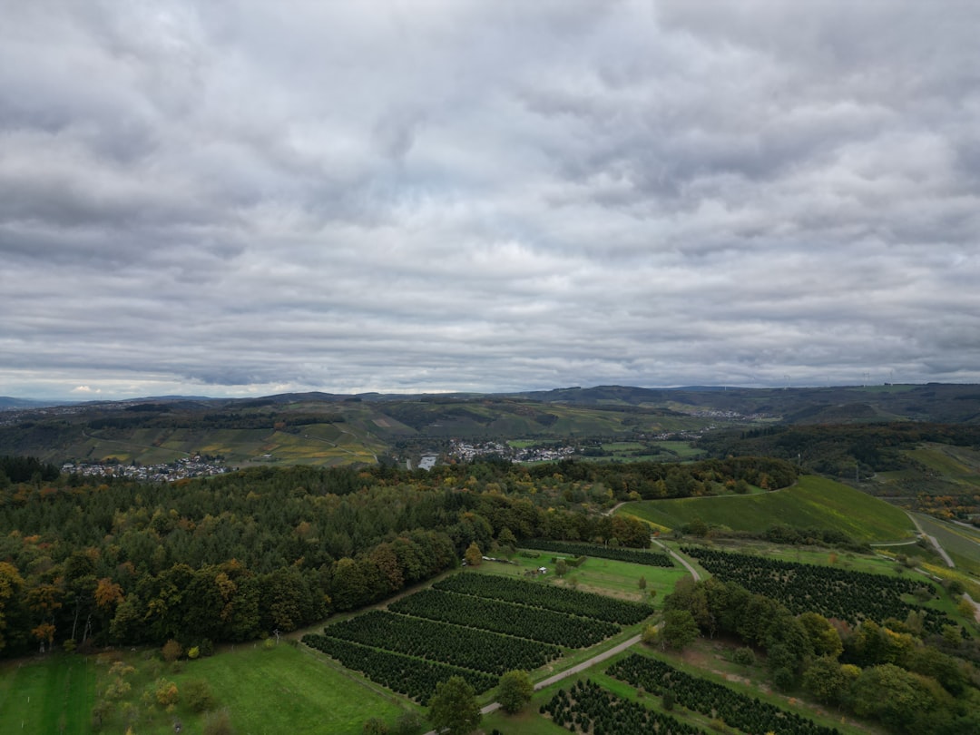 Rolling hills with vineyards and forest under cloudy sky
